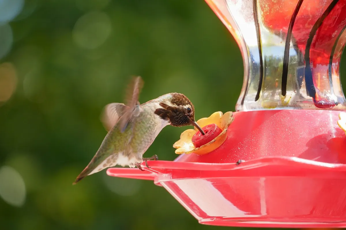 10 Common Mistakes to Avoid When Feeding Garden Birds
