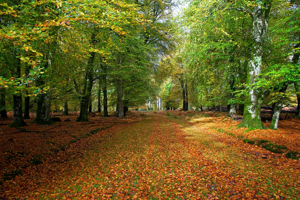 A Weekend Birdwatching Trail in the New Forest: 5 Best Spots