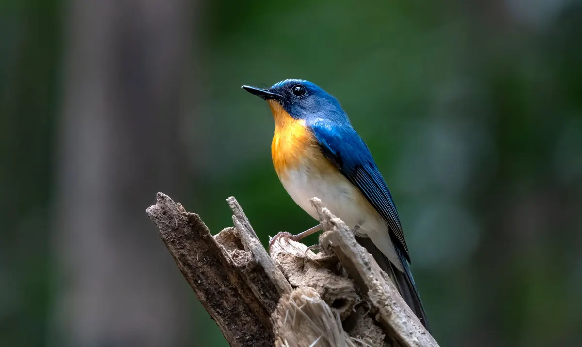 Birding Apps vs Field Guides: Which Is Better for UK Birders?