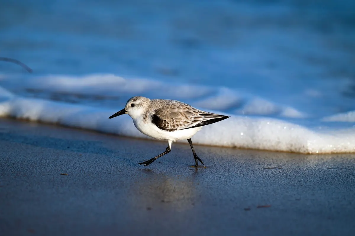 Coastal Birdwatching on the Norfolk Coast: A Practical Guide