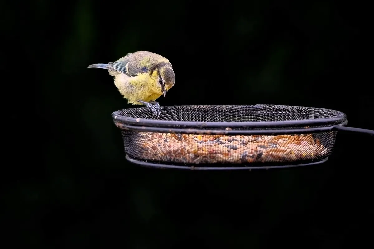 Creating a Bird-Friendly Balcony: A Step-by-Step Guide