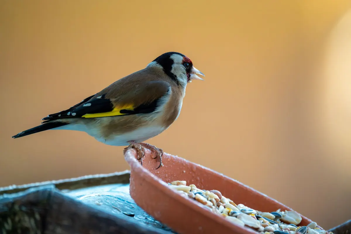 How to Identify British Finches: A Beginner's Guide to 10 Common Species
