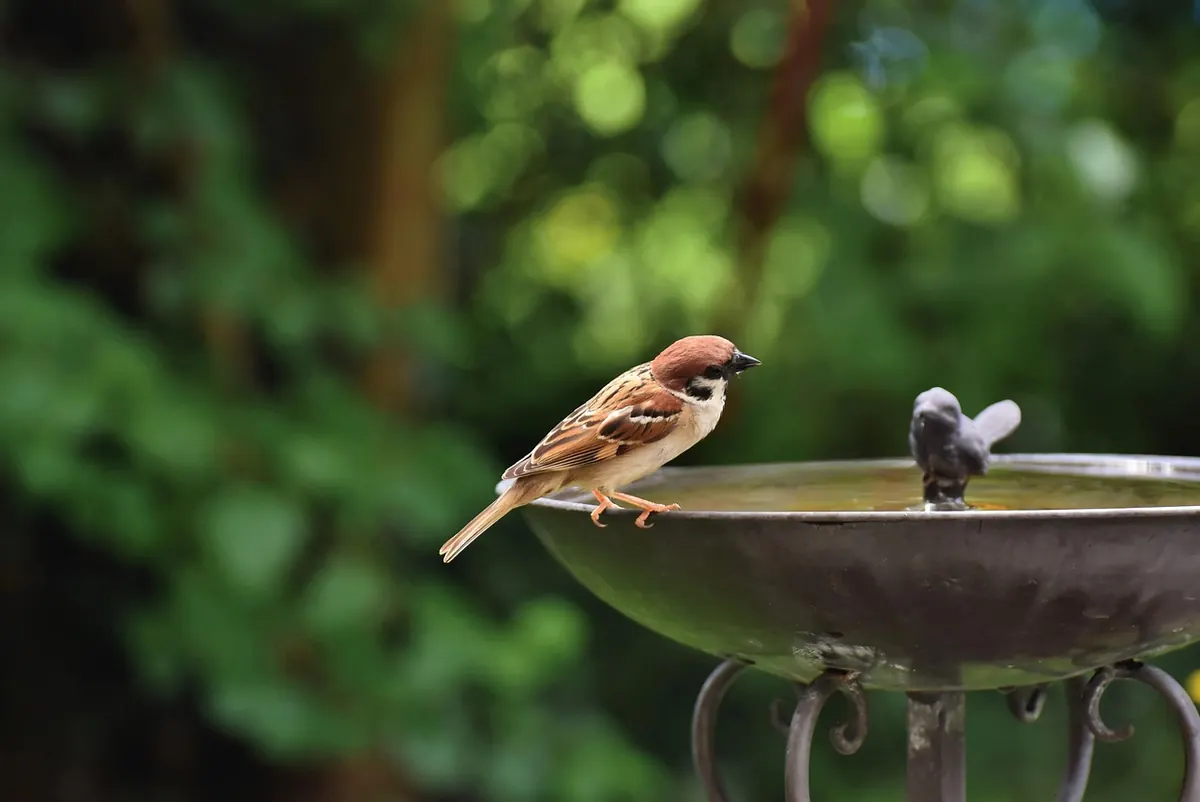 How to Make Your Garden a Wildlife Haven for Birds: A Checklist