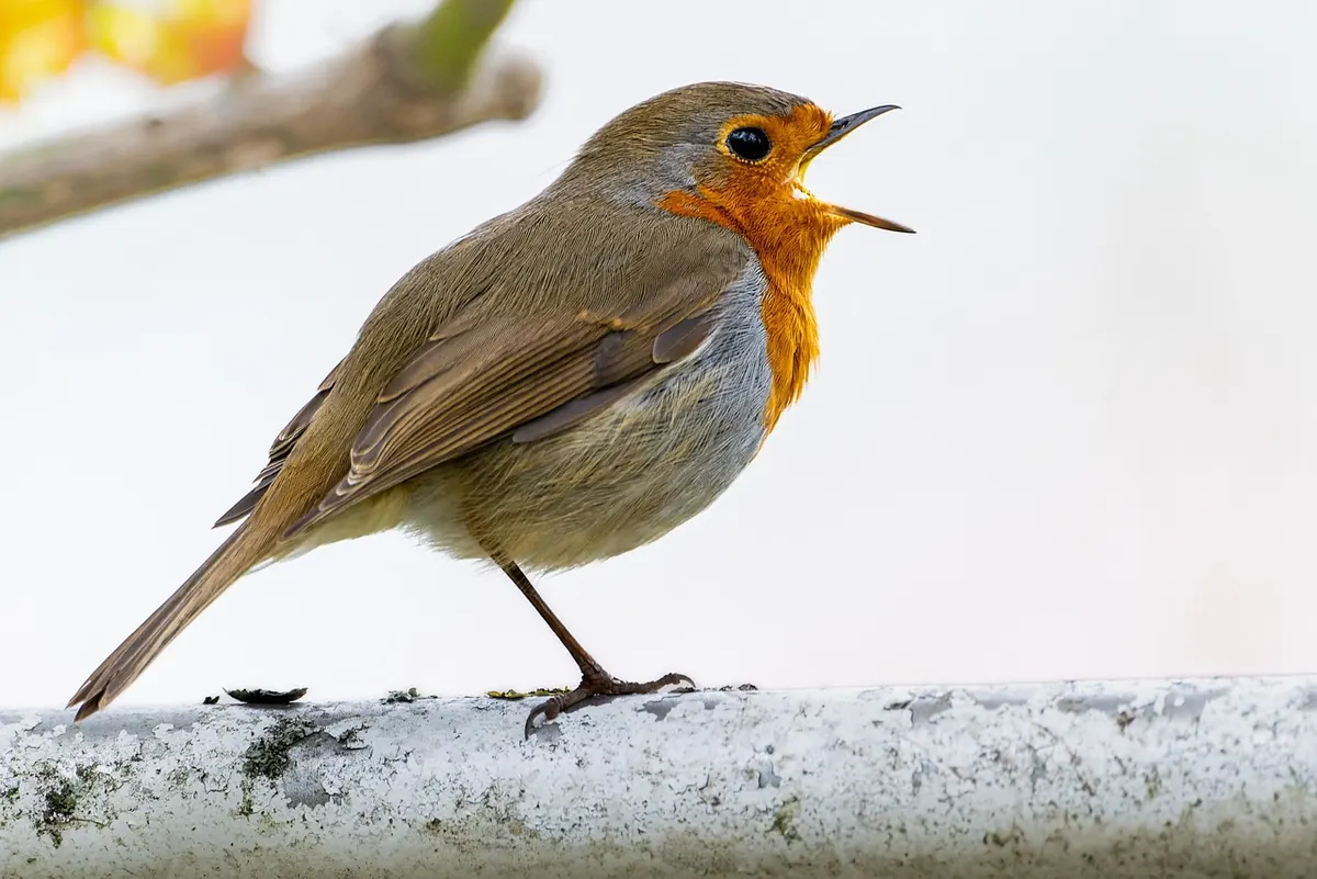 How to Tell a Robin from a Dunnock: A Beginner's Guide