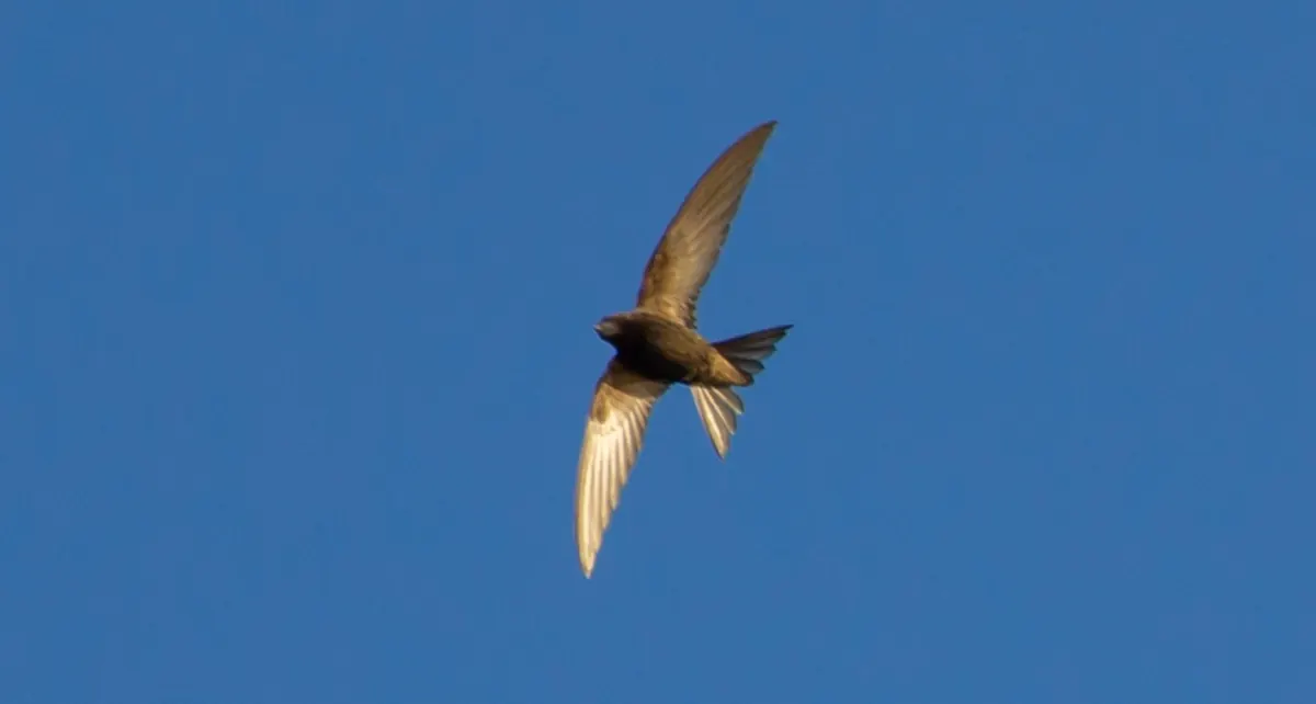 The Difference Between Swifts, Swallows, and House Martins