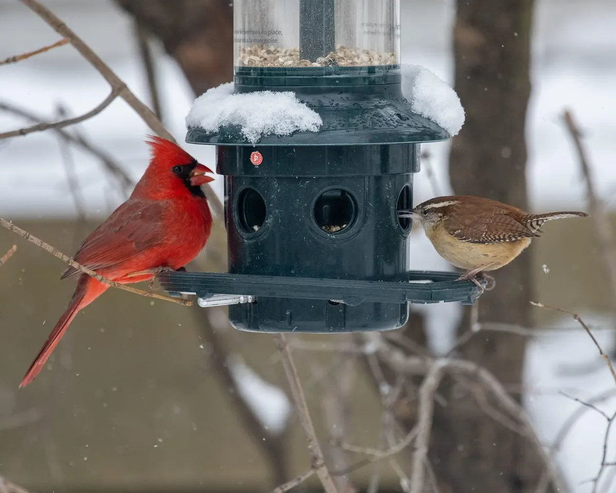 What to Feed Birds in Winter: A Complete Guide